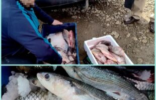 Jandarmeria Dâmbovița! Peste 80 Kg. de pește, confiscate la Ghirdoveni!